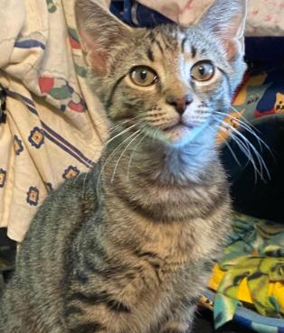 Evan, Adoptable, Kitten Male Tabby.
