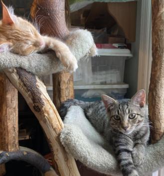 Enlarge Evan, a Adoptable Tabby in Philadelphia, PA image 2/3