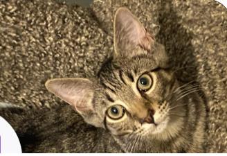 Enlarge Evan, a Adoptable Tabby in Philadelphia, PA image 3/3