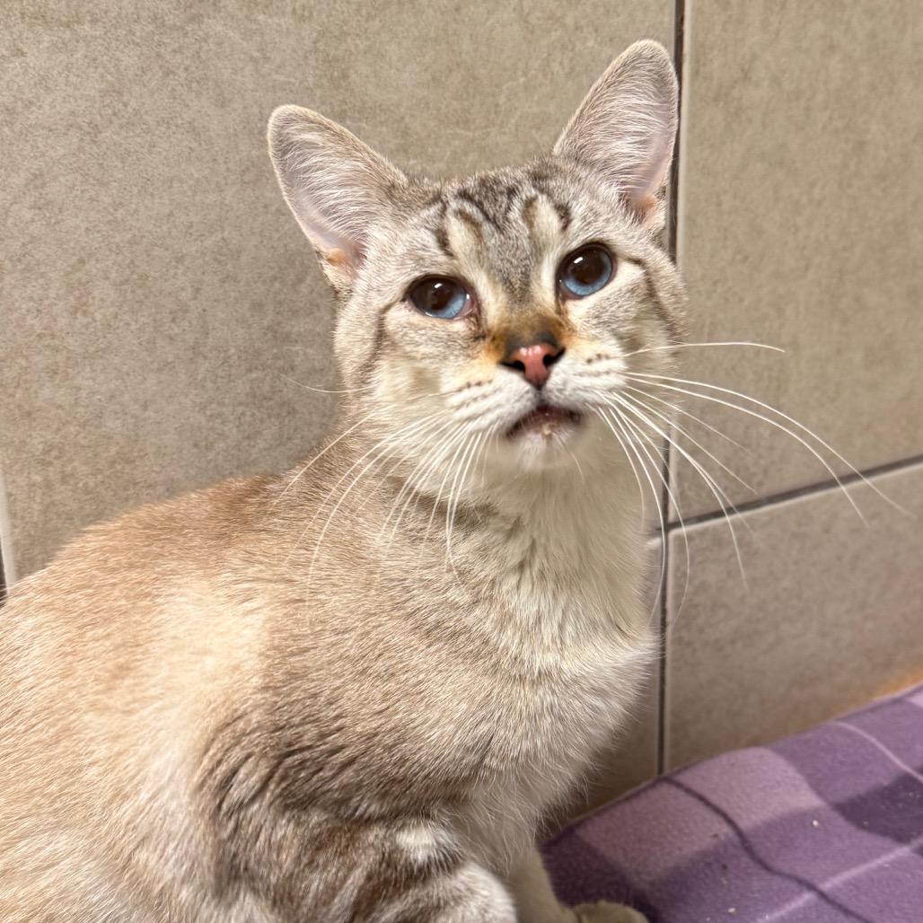 Axel, ADOPTABLE, Senior Male Domestic Short Hair.