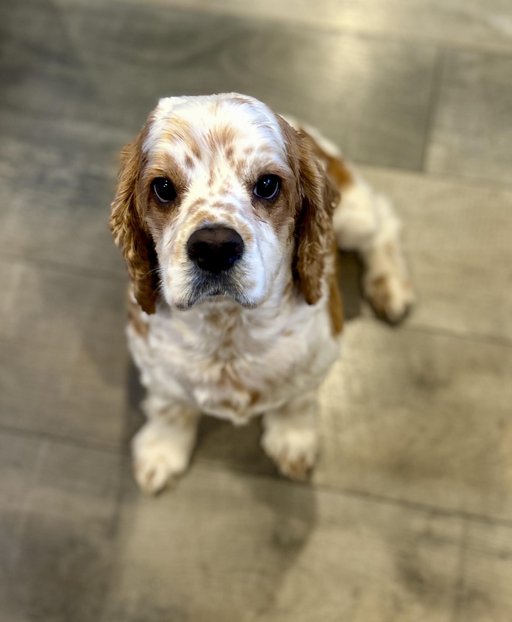 Peanut Butter, a Adoptable Cocker Spaniel in Austin, TX image 4/4