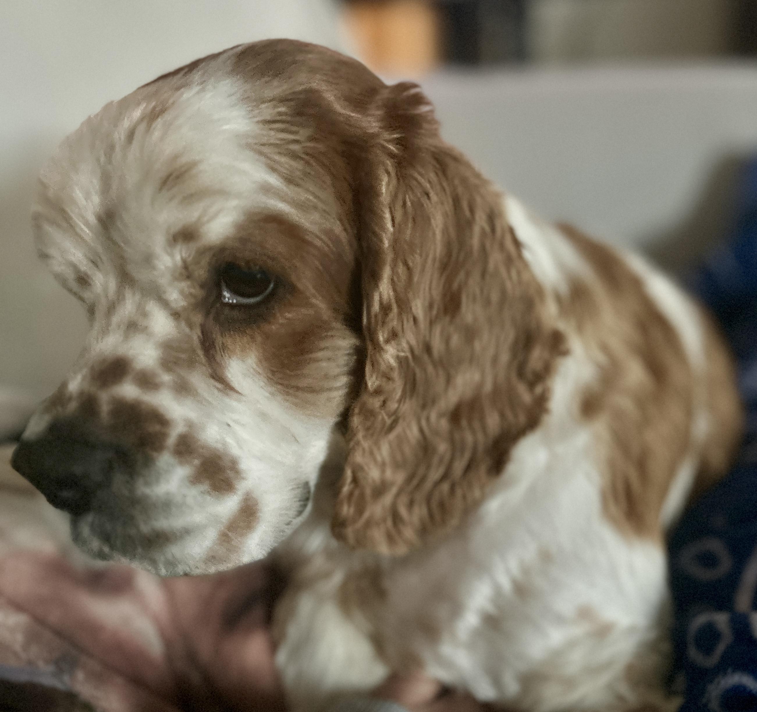 Peanut Butter, a Adoptable Cocker Spaniel in Austin, TX image 3/4