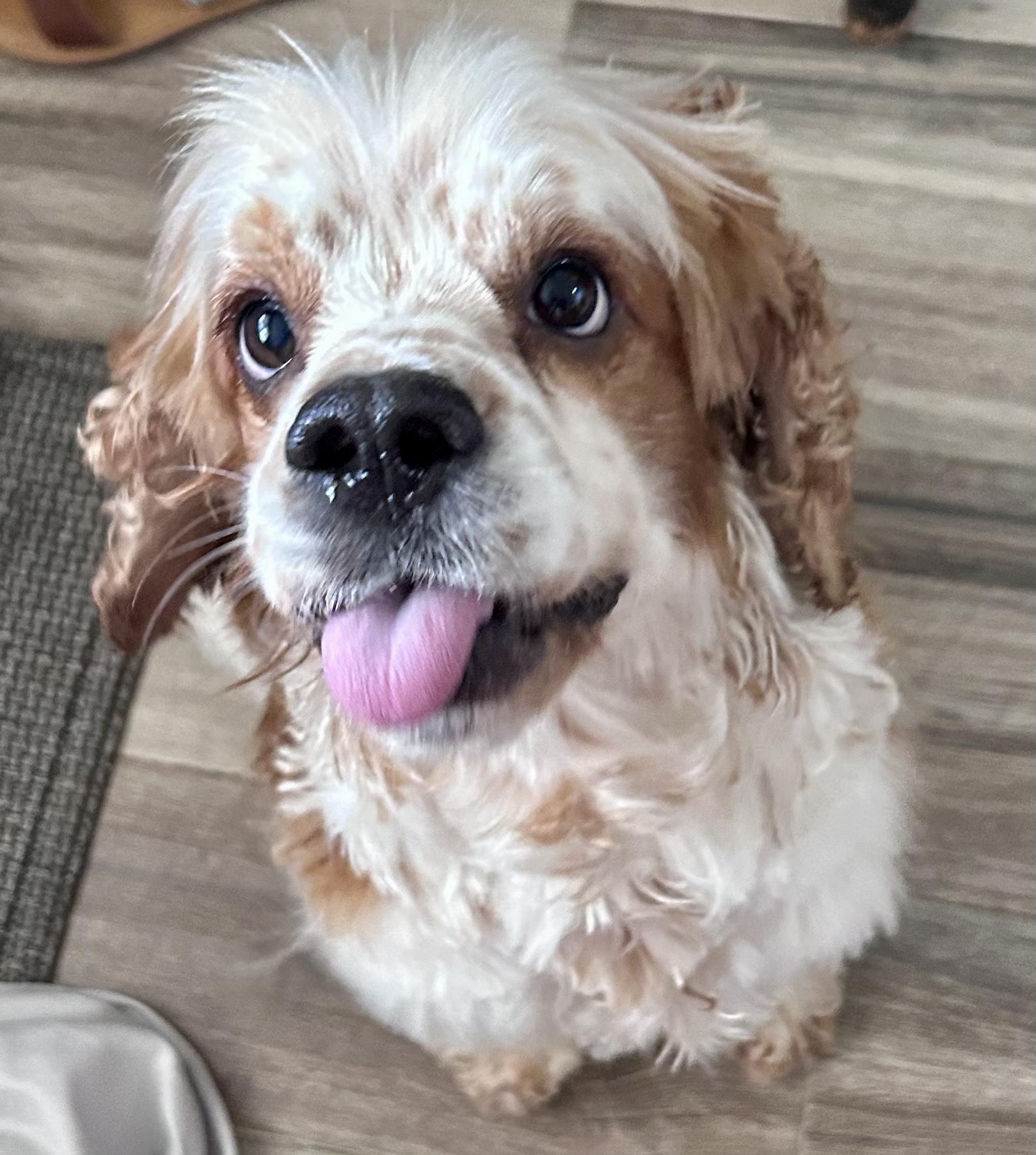 Peanut Butter, a Adoptable Cocker Spaniel in Austin, TX image 2/4