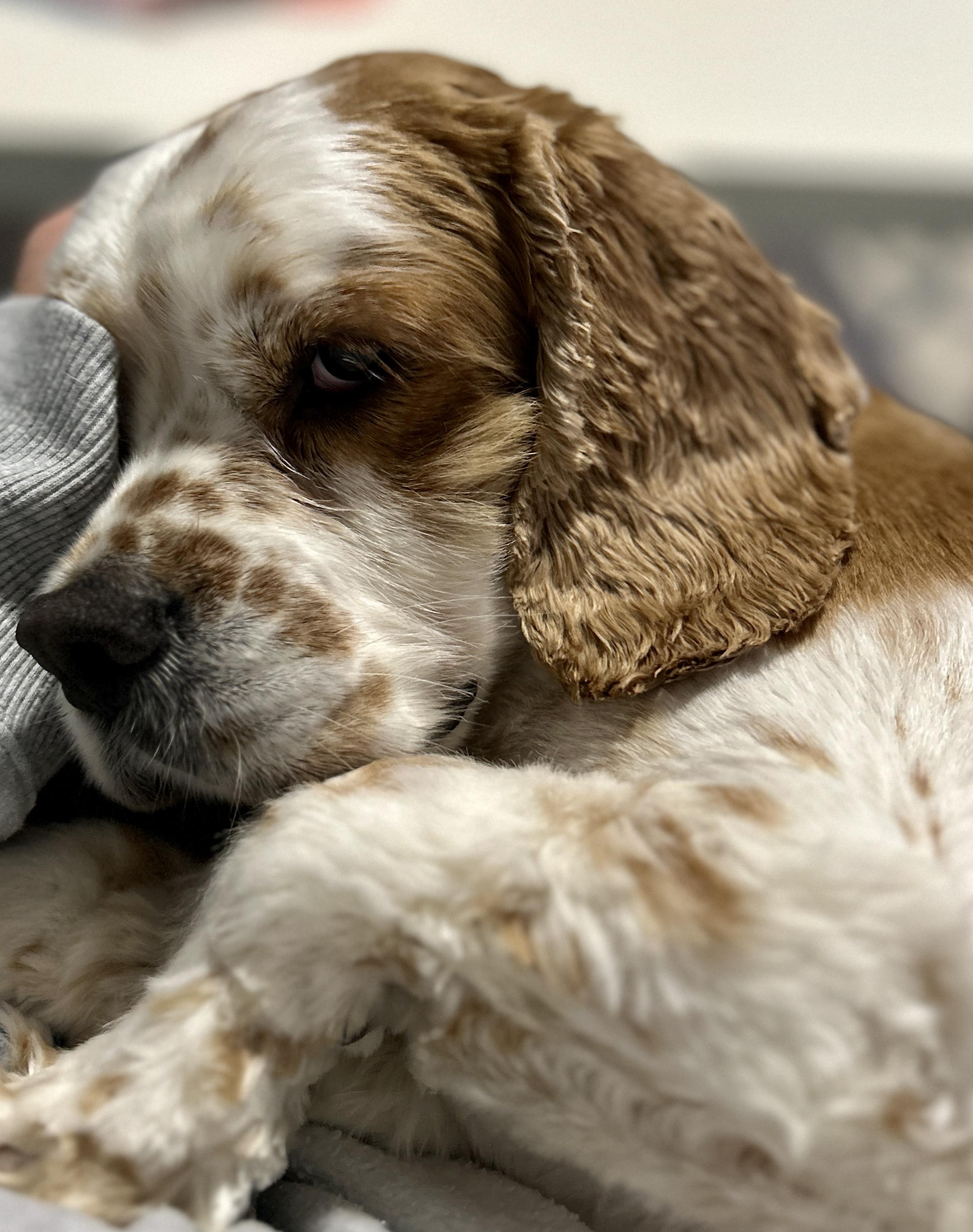 Peanut Butter, a Adoptable Cocker Spaniel in Austin, TX image 1/4