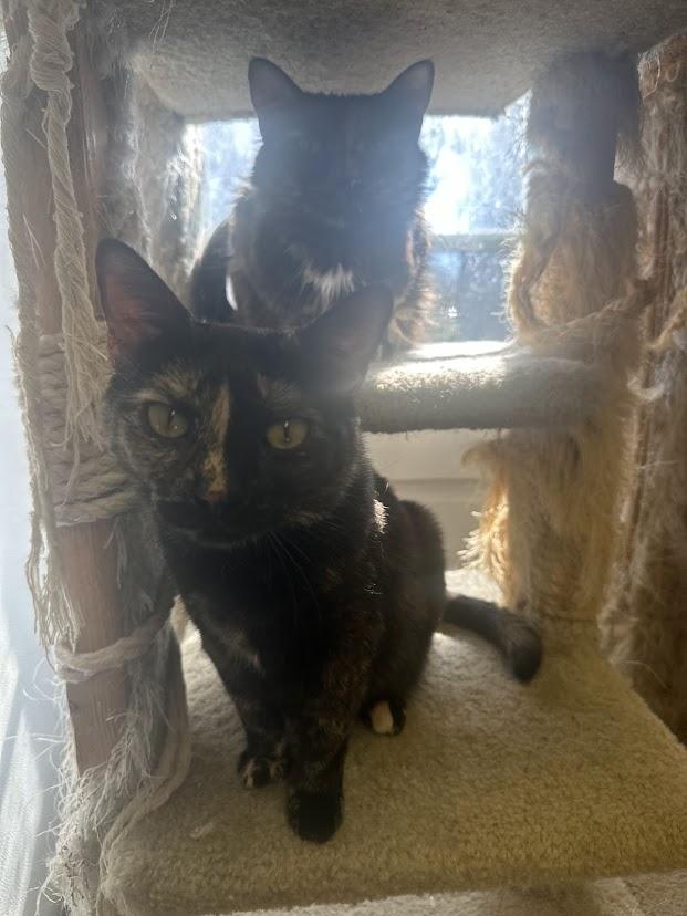 Enlarge Trudy, a ADOPTABLE mixed breed in Cape May, NJ image 2/2