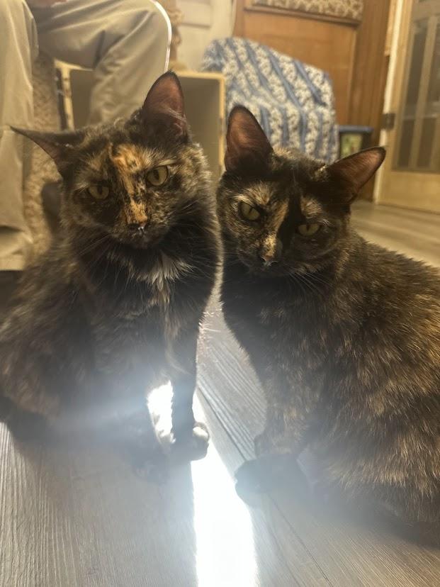 Trudy, ADOPTABLE, Adult Male Domestic Short Hair.