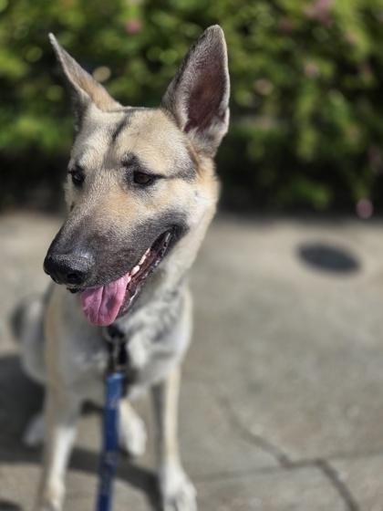 Breezy (Underdog in Foster), Adoptable, Adult Male German Shepherd Dog & Mixed Breed.