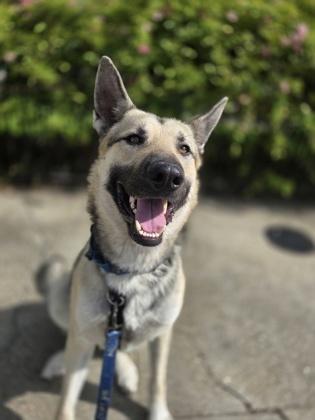 Enlarge Breezy (Underdog in Foster), a Adoptable mixed breed in New Orleans, LA image 3/3