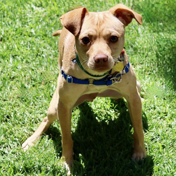 Enlarge Robbie, a Adoptable mixed breed in Oakland, CA image 1/1