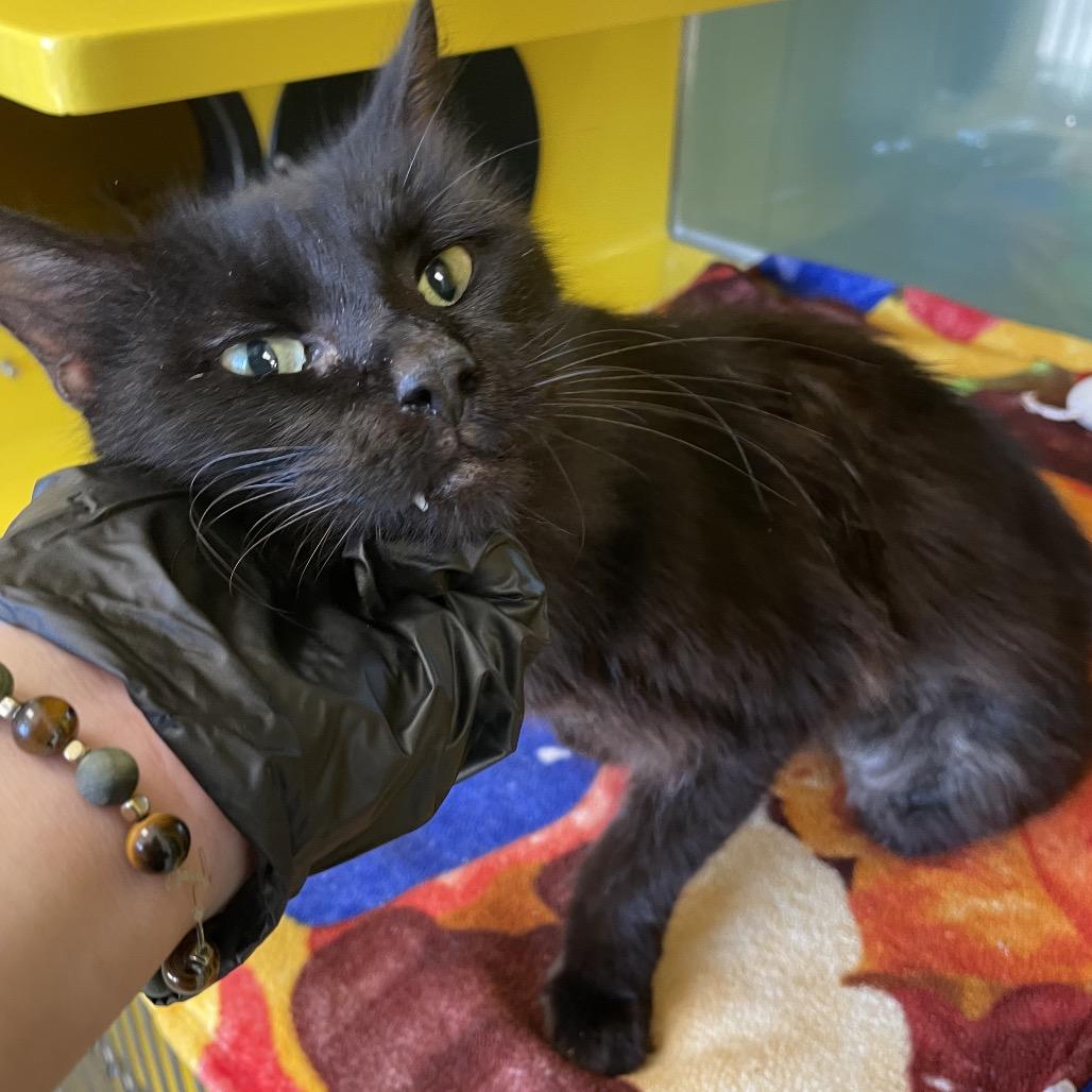 Harry, Adoptable, Adult Male Domestic Long Hair.