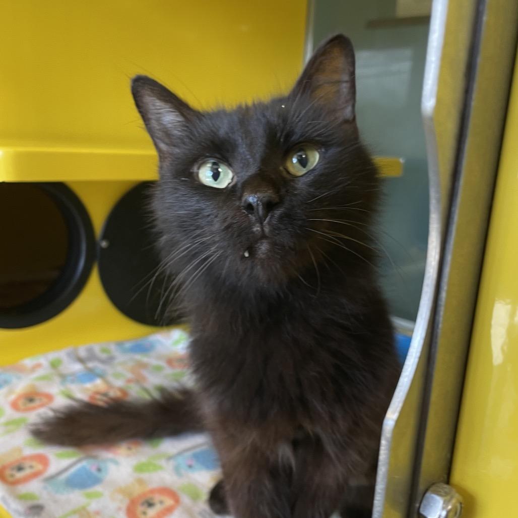 Enlarge Harry, a Adoptable Domestic Long Hair in Abilene, TX image 2/6
