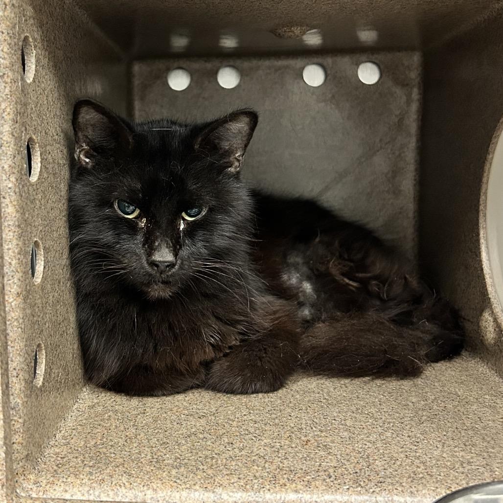 Enlarge Harry, a Adoptable Domestic Long Hair in Abilene, TX image 3/6