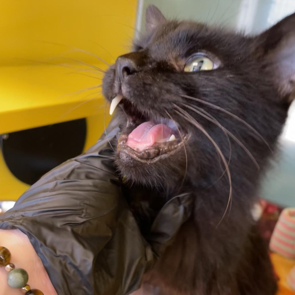 Enlarge Harry, a Adoptable Domestic Long Hair in Abilene, TX image 4/6