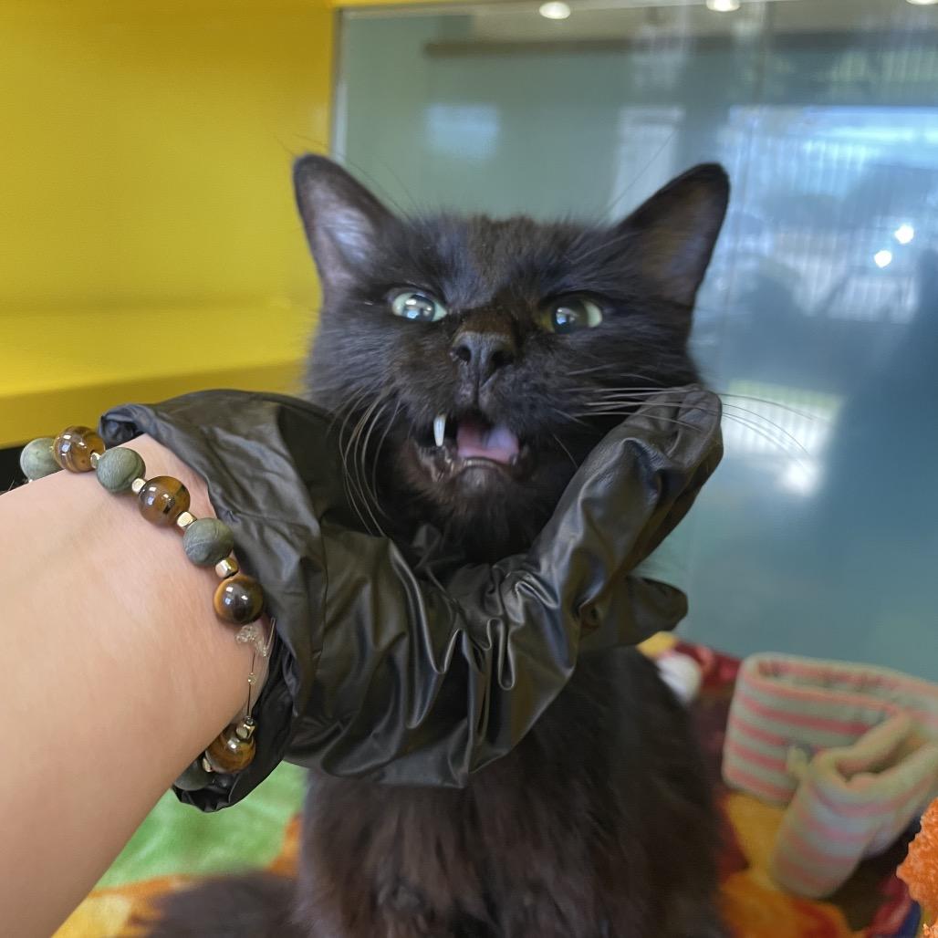 Enlarge Harry, a Adoptable Domestic Long Hair in Abilene, TX image 5/6