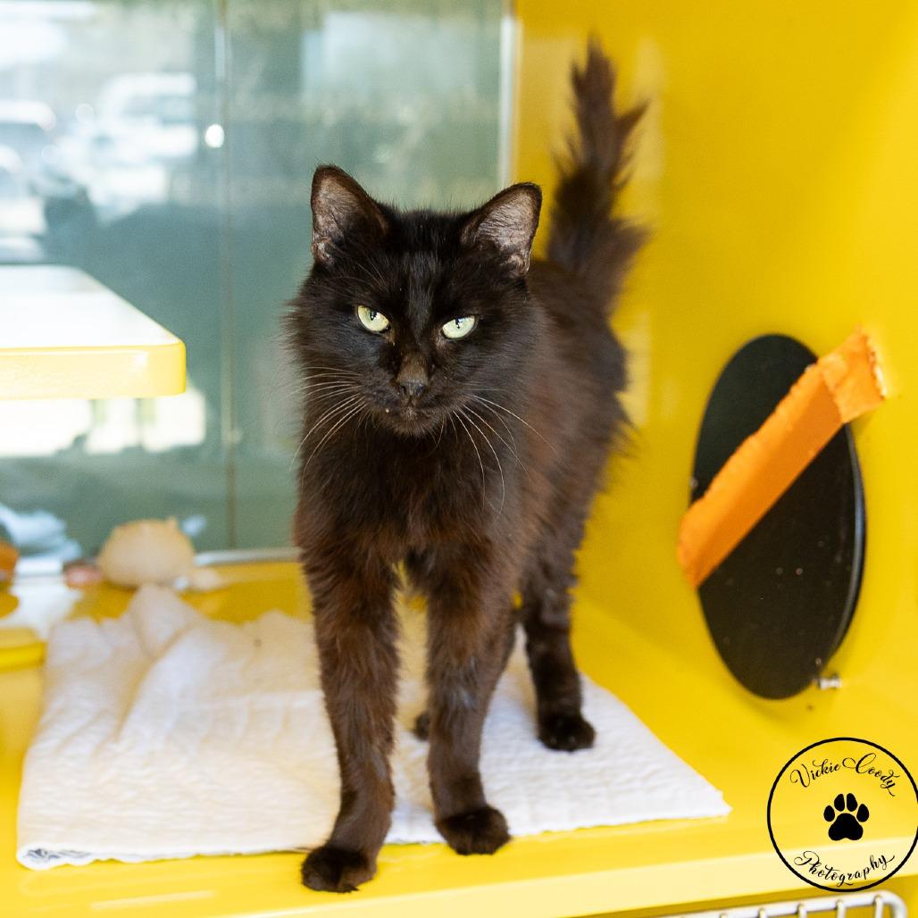 Enlarge Harry, a Adoptable Domestic Long Hair in Abilene, TX image 6/6