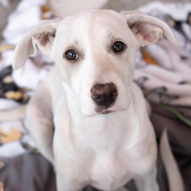 Arbor Pup - Botanic, Adoptable, Puppy Female Labrador Retriever & Terrier.