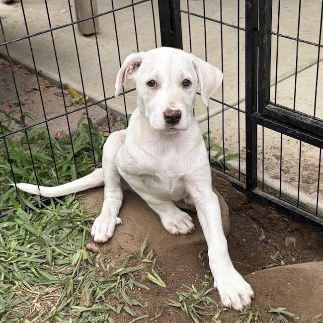 Enlarge Arbor Pup - Botanic, a Adoptable mixed breed in San Diego, CA image 2/3