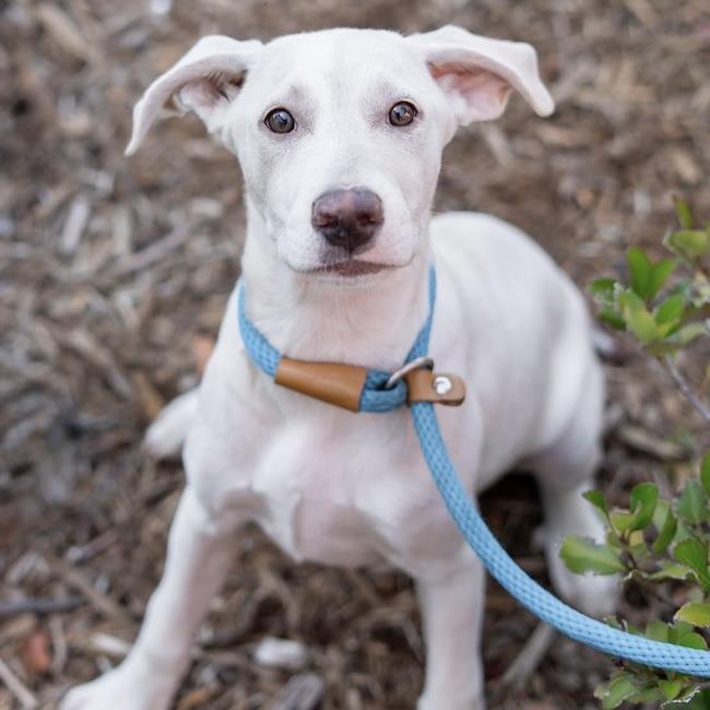 Arbor Pup - Botanic, a Adoptable mixed breed in San Diego, CA image 1/3