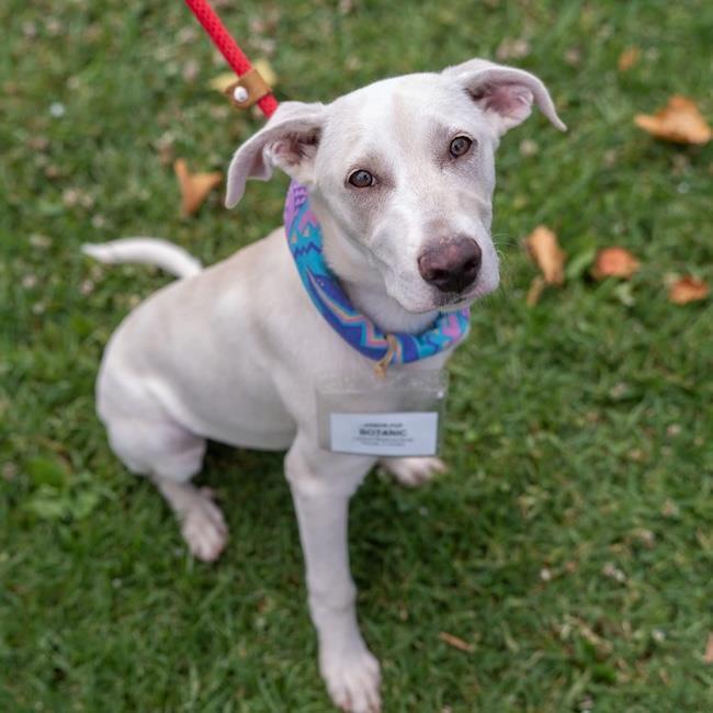 Enlarge Arbor Pup - Botanic, a Adoptable mixed breed in San Diego, CA image 3/3