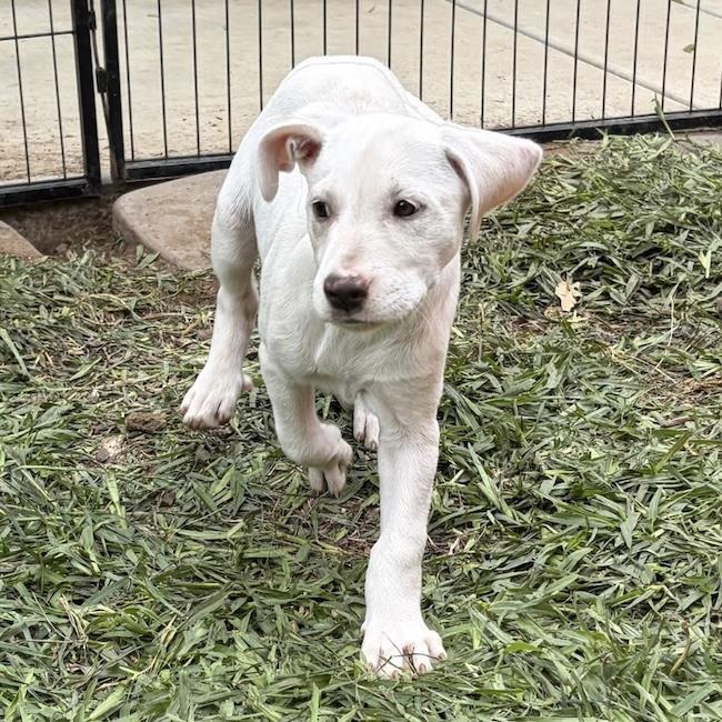 Enlarge Arbor Pup - Botanic, a Adoptable mixed breed in San Diego, CA image 3/3
