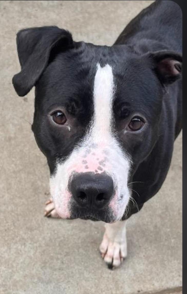 Enlarge Amelia, an adopted mixed breed in Sunset Valley, TX image 1/5