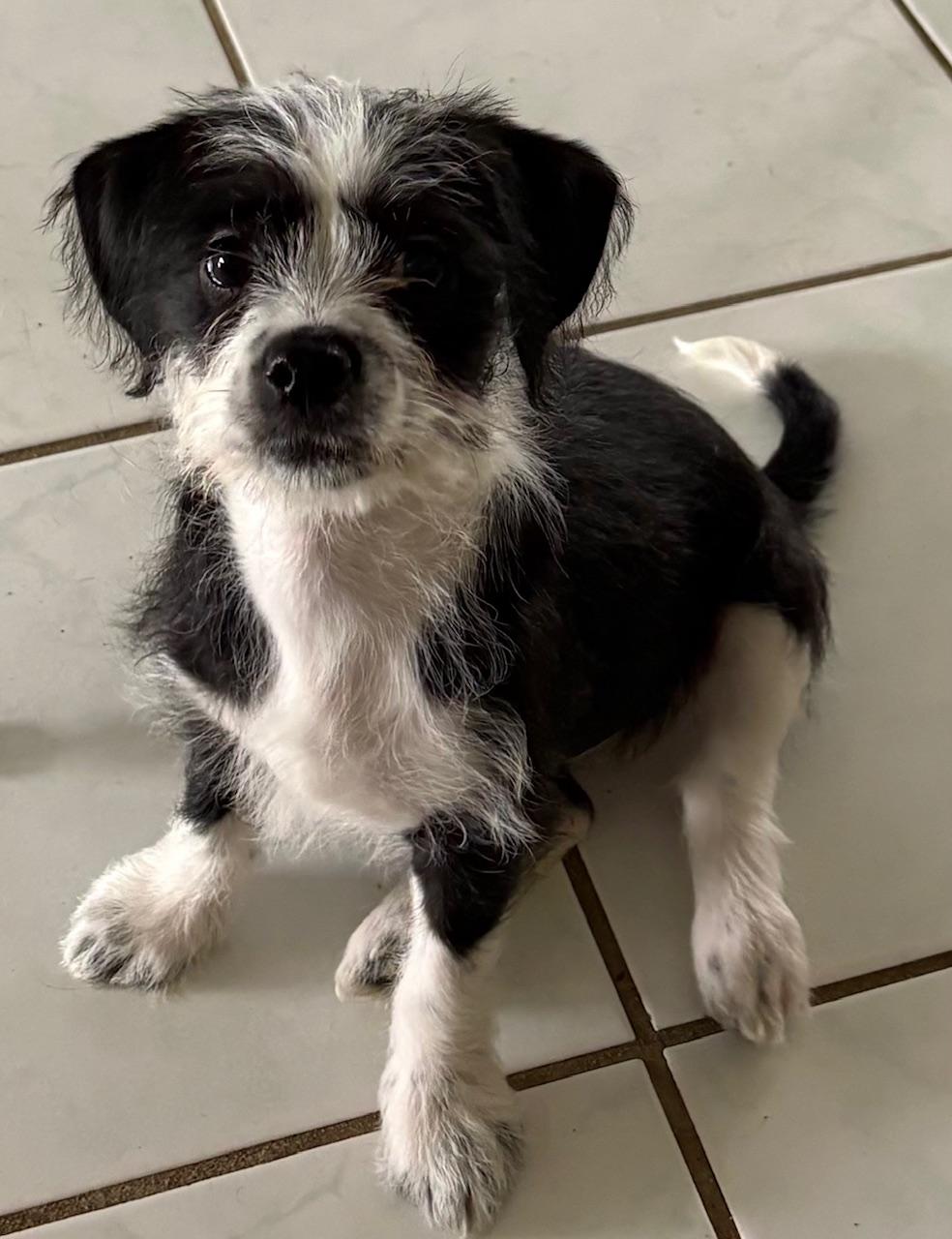 Enlarge Freya, an adoptable Shih Tzu in Orlando, FL image 6/6