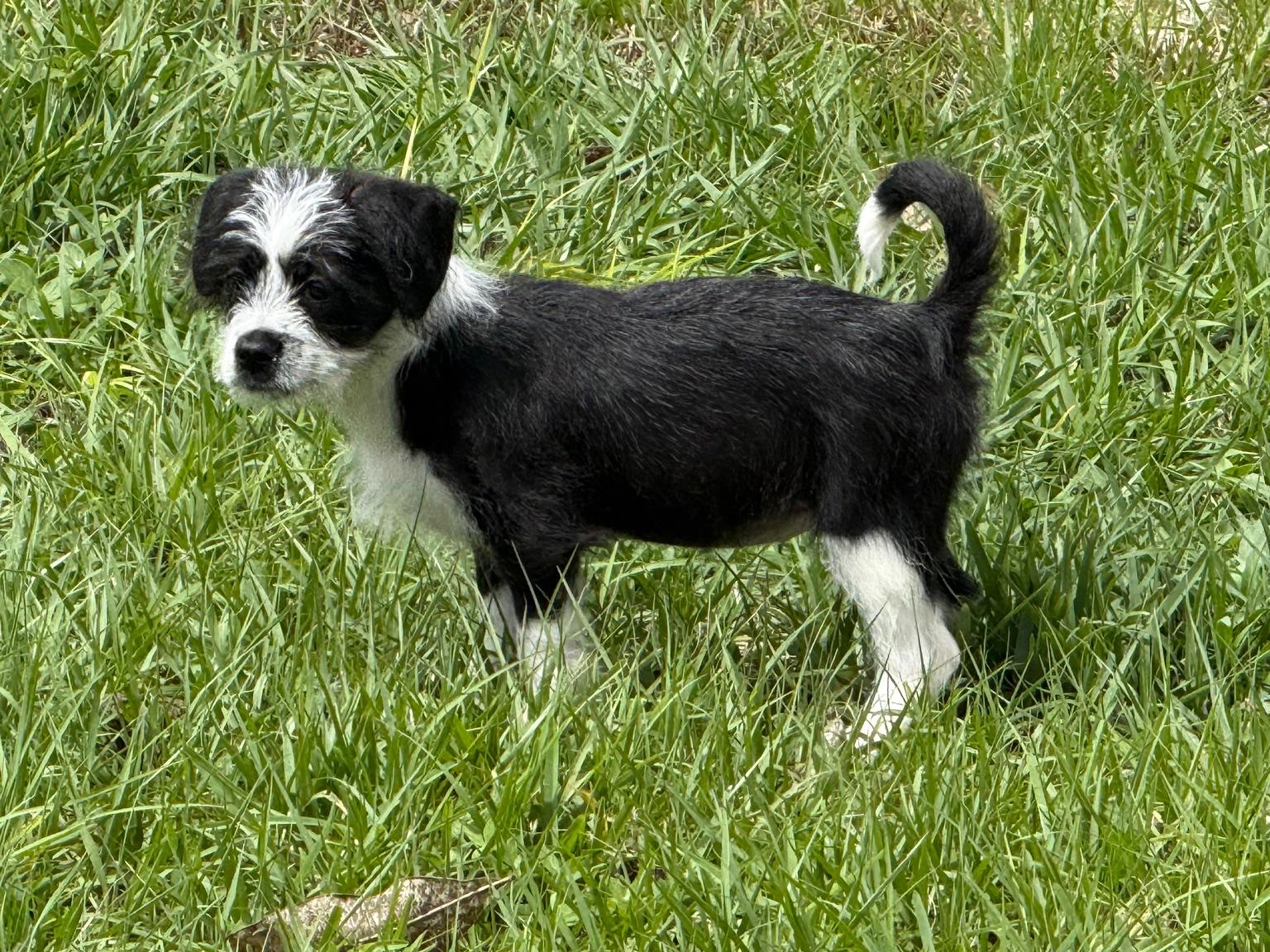 Enlarge Freya, an adoptable Shih Tzu in Orlando, FL image 3/6