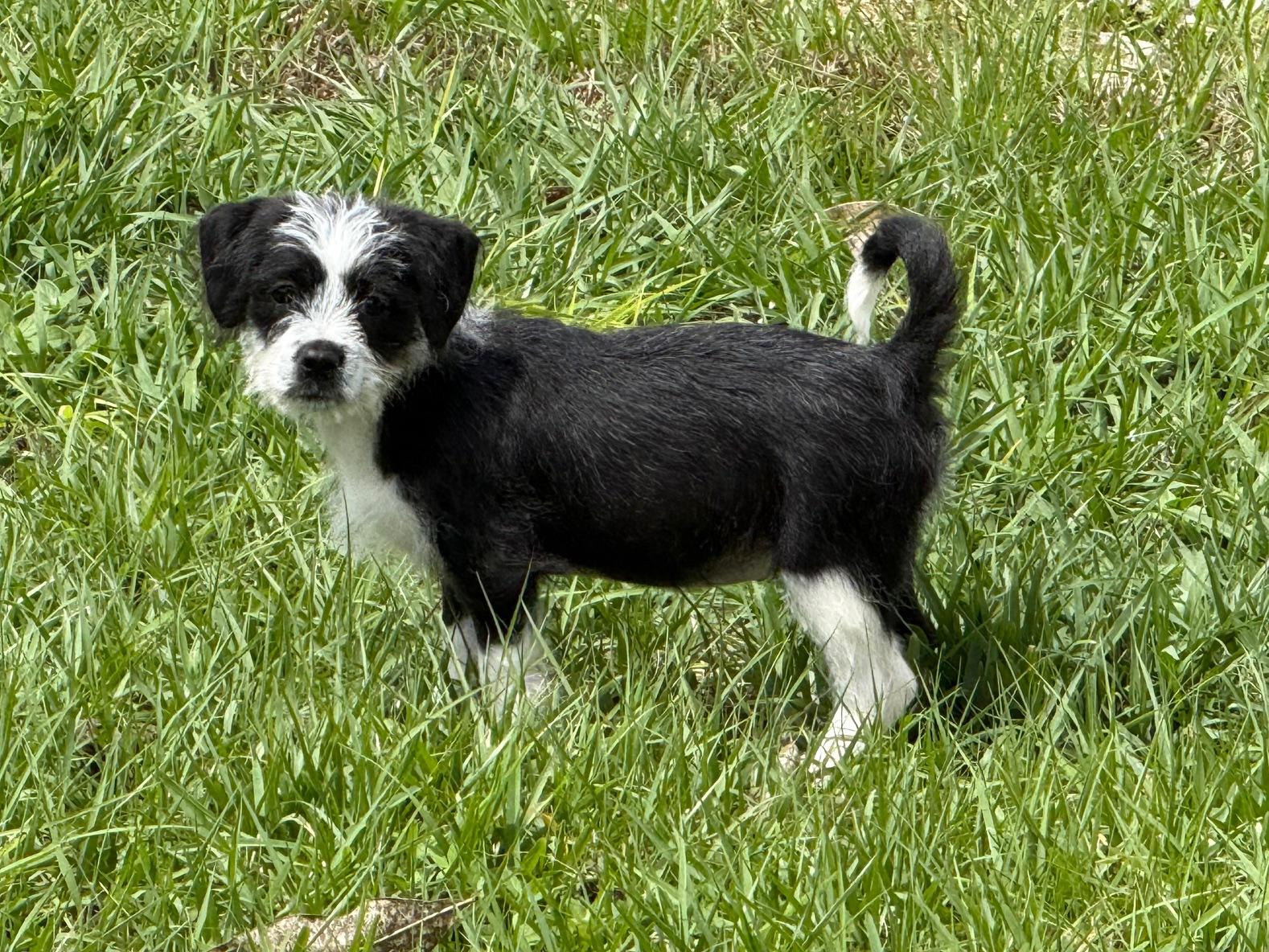 Enlarge Freya, an adoptable Shih Tzu in Orlando, FL image 4/6