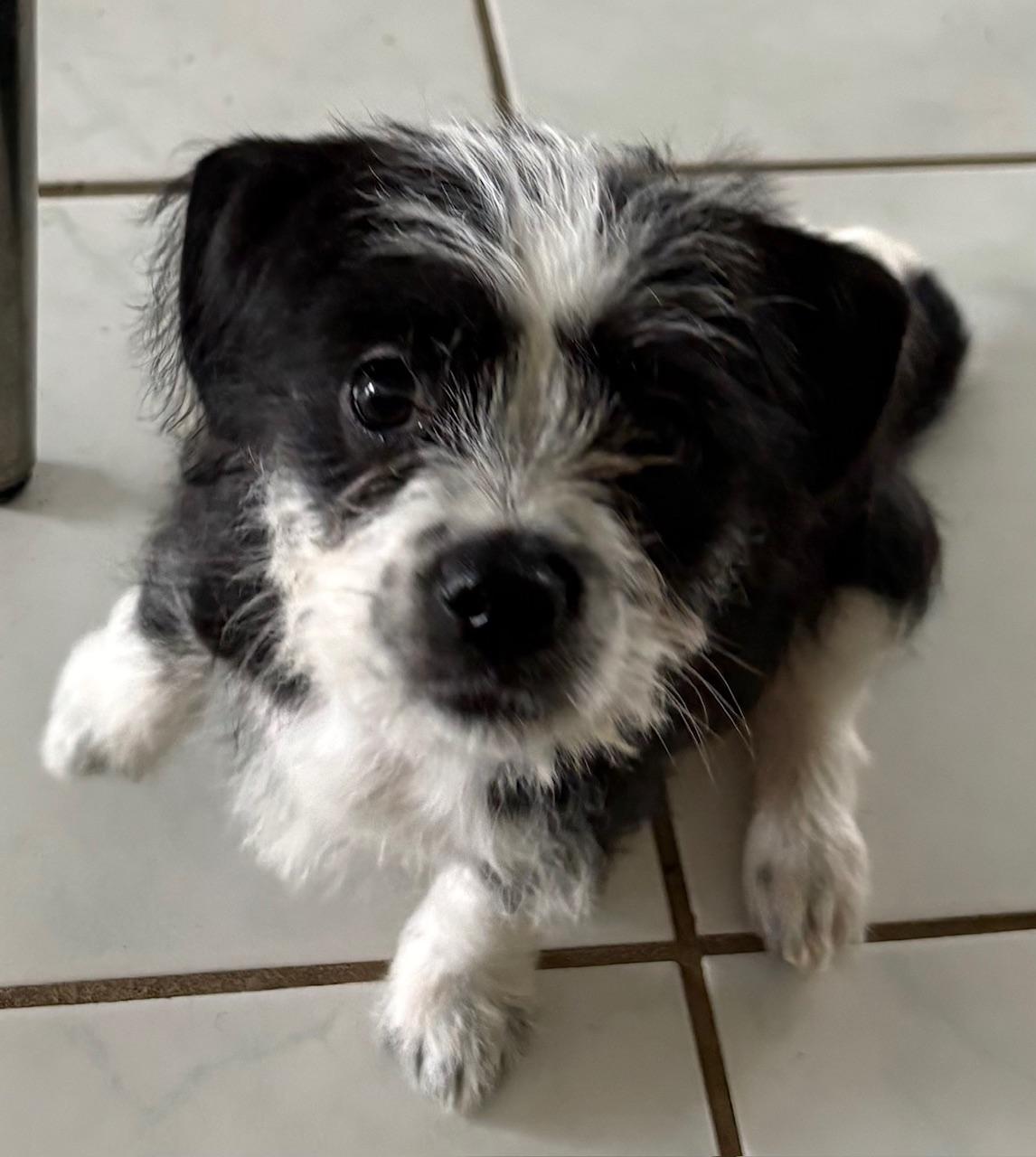 Enlarge Freya, an adoptable Shih Tzu in Orlando, FL image 2/6