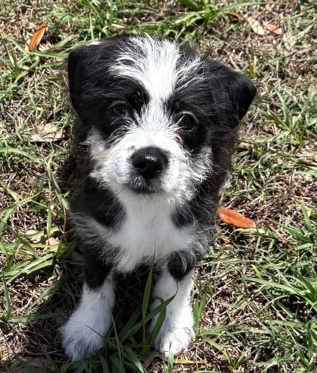 Enlarge Freya, an adoptable Shih Tzu in Orlando, FL image 5/6