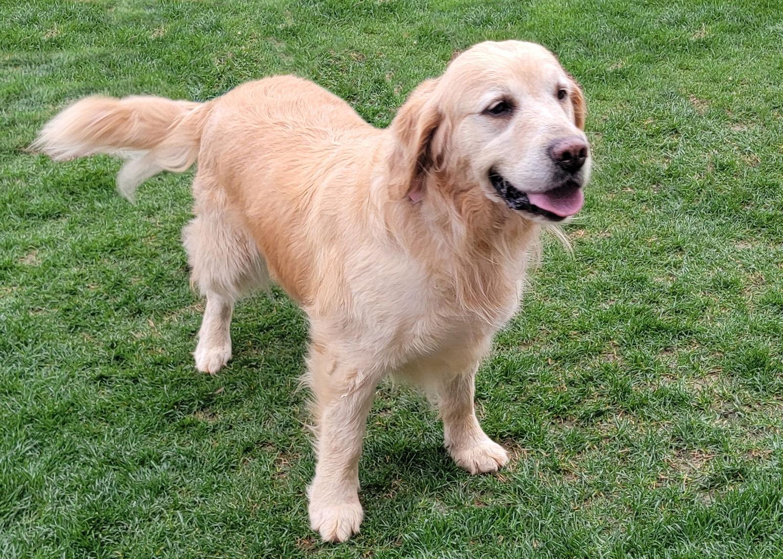 Enlarge Jessie, a Adopted Golden Retriever in Glendale, AZ image 1/2