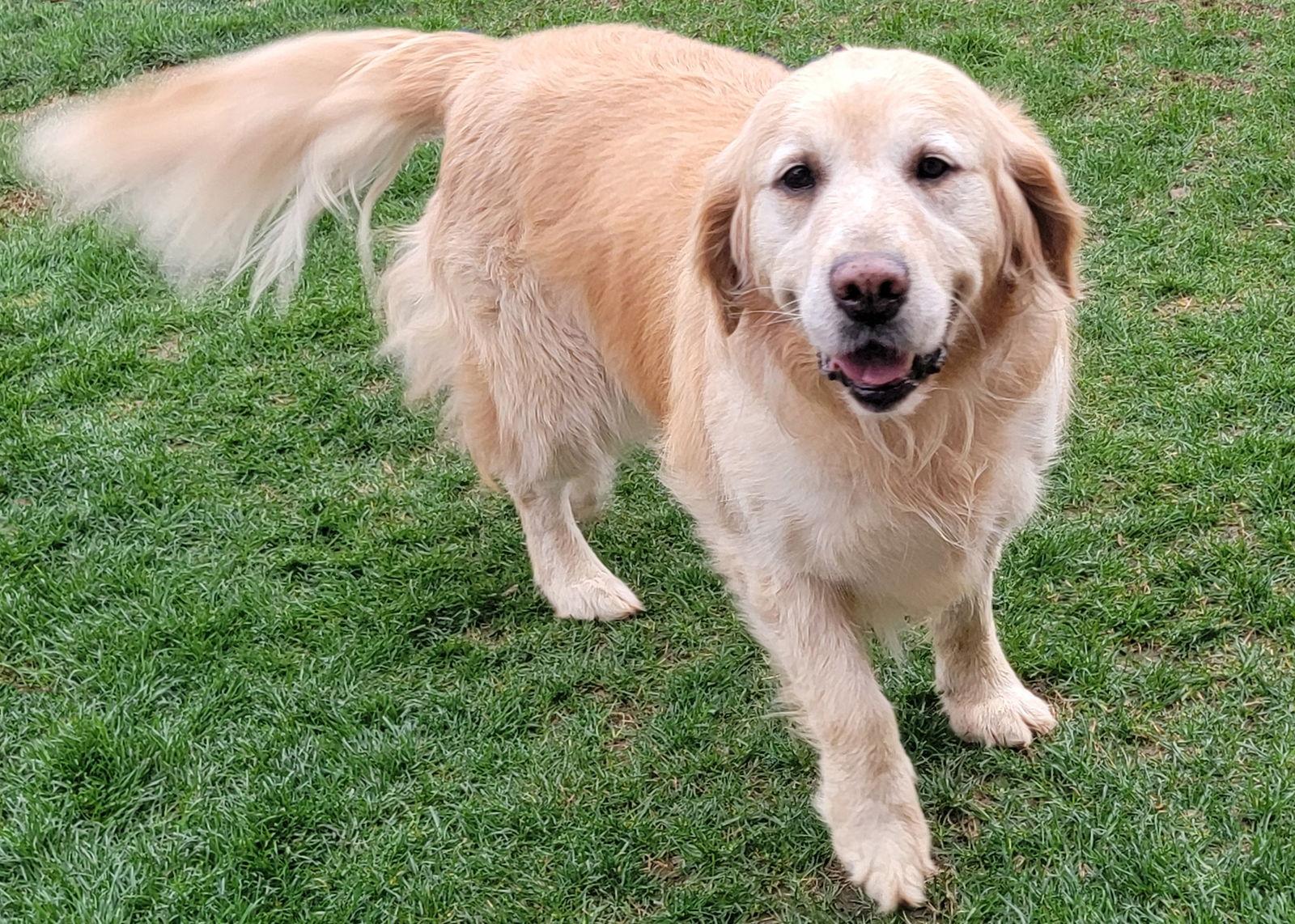Enlarge Jessie, a Adopted Golden Retriever in Glendale, AZ image 2/2