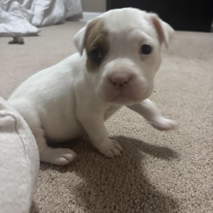 Bimbi, Adoptable, Puppy Female English Bulldog & Mixed Breed.