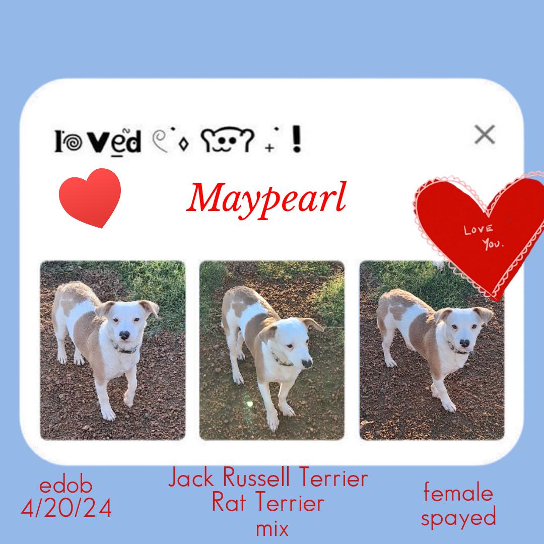 Maypearl WV14370-T, Adoptable, Adult Female Jack Russell Terrier & Rat Terrier.