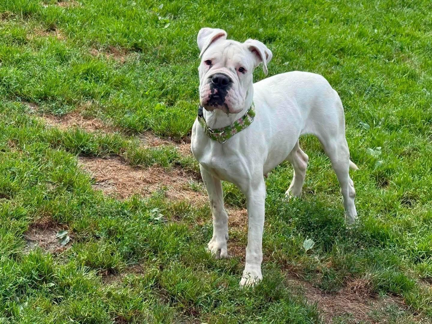 Addie, Adoptable, Young Female Boxer.