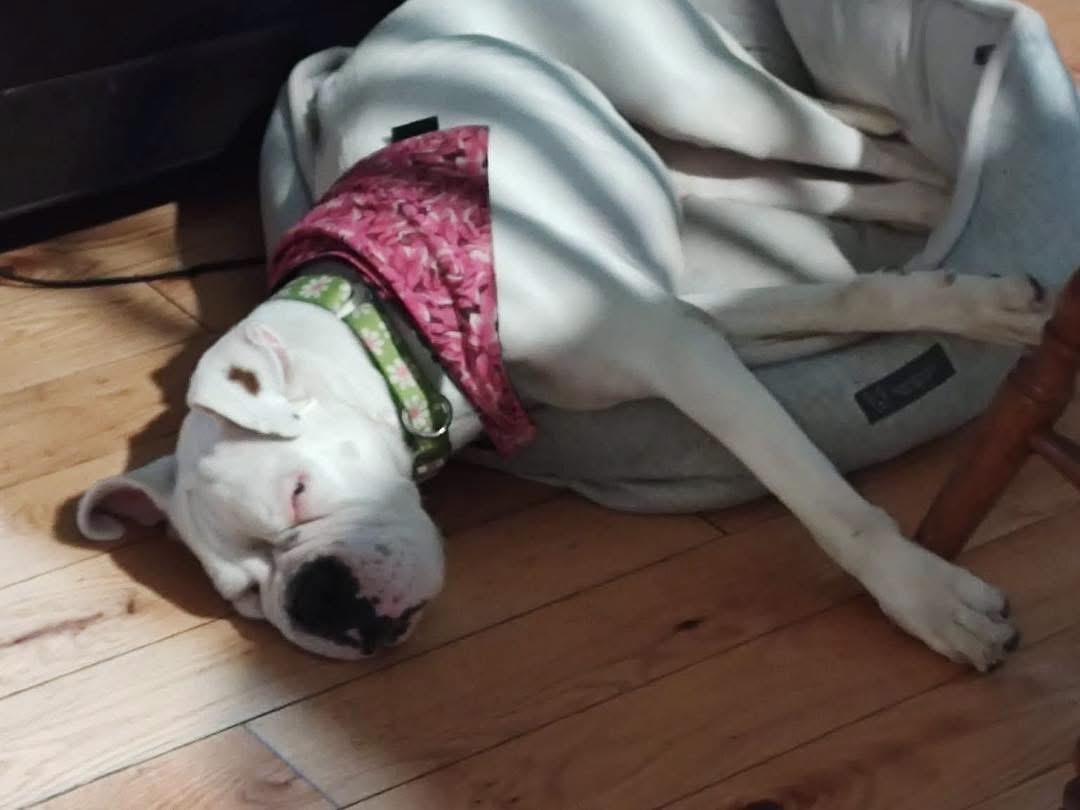 Enlarge Addie, a Adoptable Boxer in Randolph Center, VT image 3/4