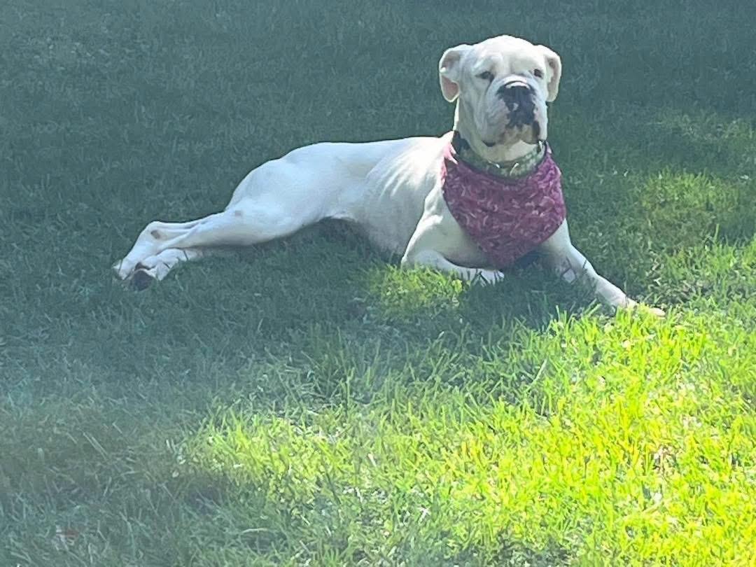 Enlarge Addie, a Adoptable Boxer in Randolph Center, VT image 4/4