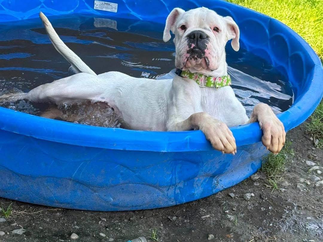 Enlarge Addie, a Adoptable Boxer in Randolph Center, VT image 2/4