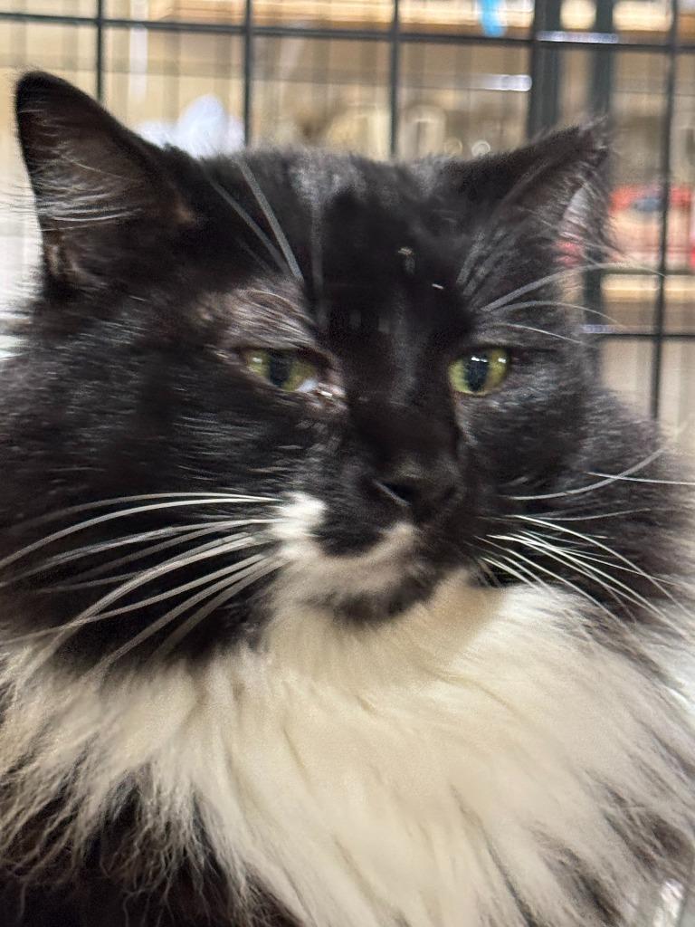 Meowrvelous Mrs. Maisel, a Adoptable mixed breed in New Braunfels, TX image 1/6