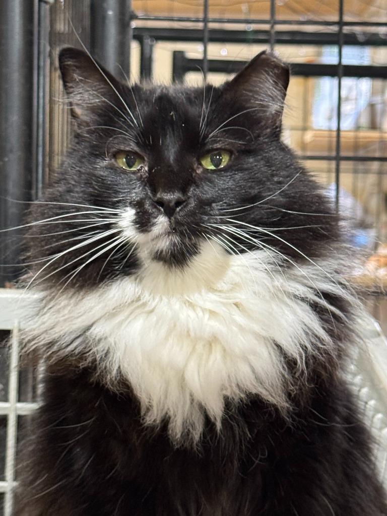 Enlarge Meowrvelous Mrs. Maisel, a Adoptable mixed breed in New Braunfels, TX image 3/6