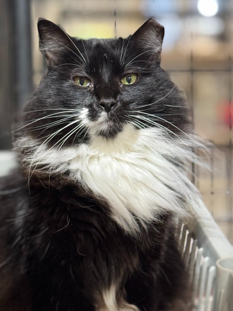 Meowrvelous Mrs. Maisel, a Adoptable mixed breed in New Braunfels, TX image 5/6