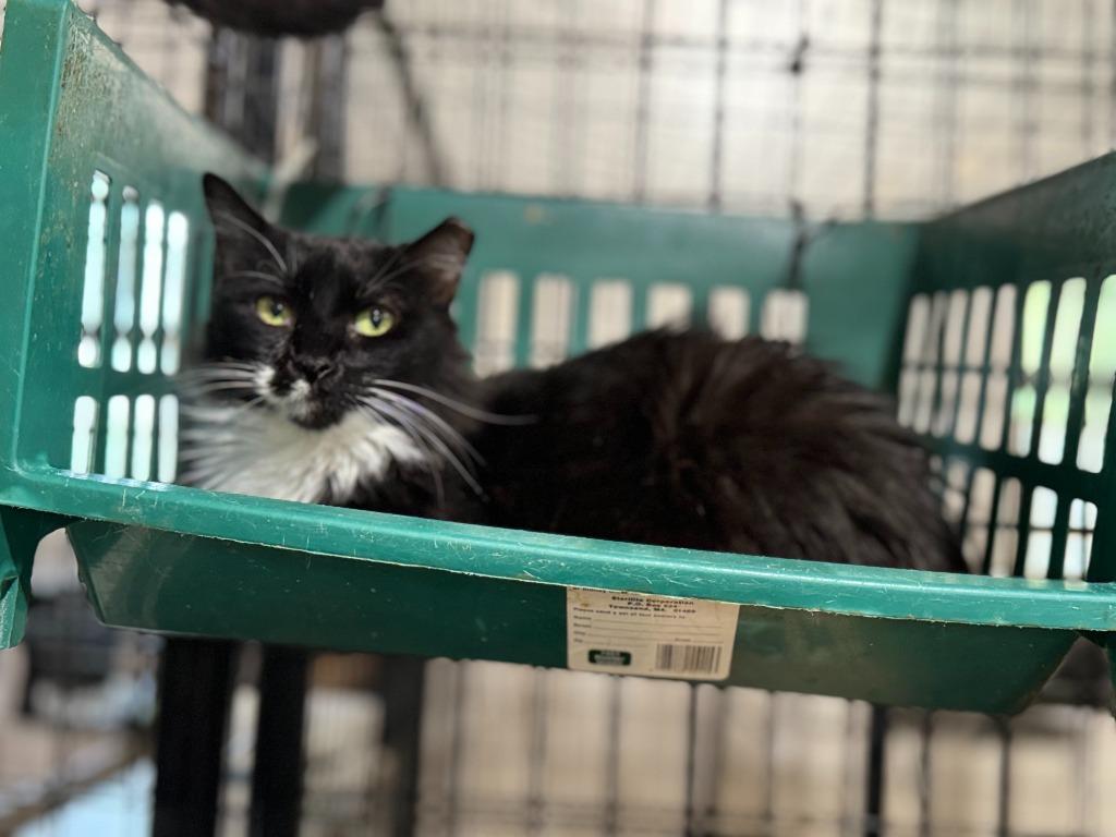 Enlarge Meowrvelous Mrs. Maisel, a Adoptable mixed breed in New Braunfels, TX image 4/6