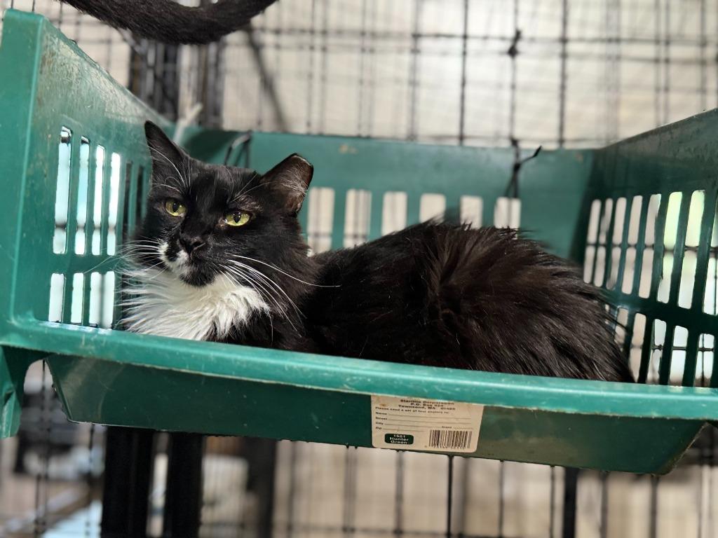 Meowrvelous Mrs. Maisel, a Adoptable mixed breed in New Braunfels, TX image 6/6