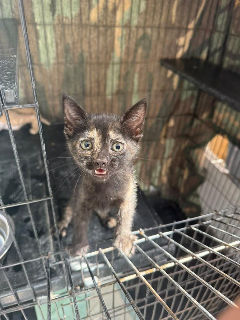 Enlarge Missy, a ADOPTABLE American Shorthair in Tampa, FL image 1/2