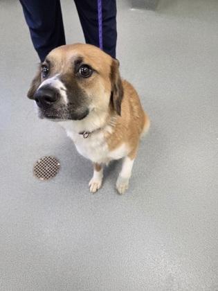 Maggie, Adoptable, Puppy Female Anatolian Shepherd & Mixed Breed.
