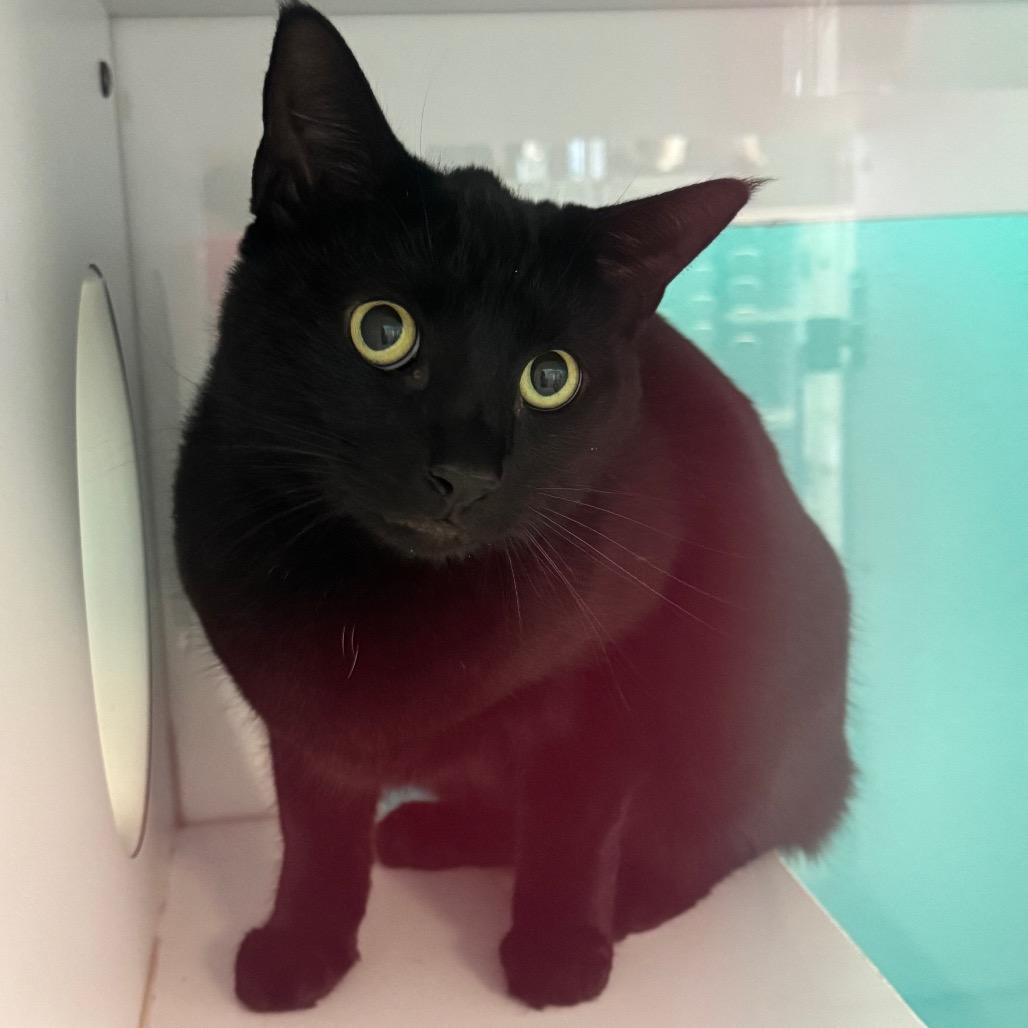 Nubbins, Adoptable, Adult Male Domestic Short Hair.
