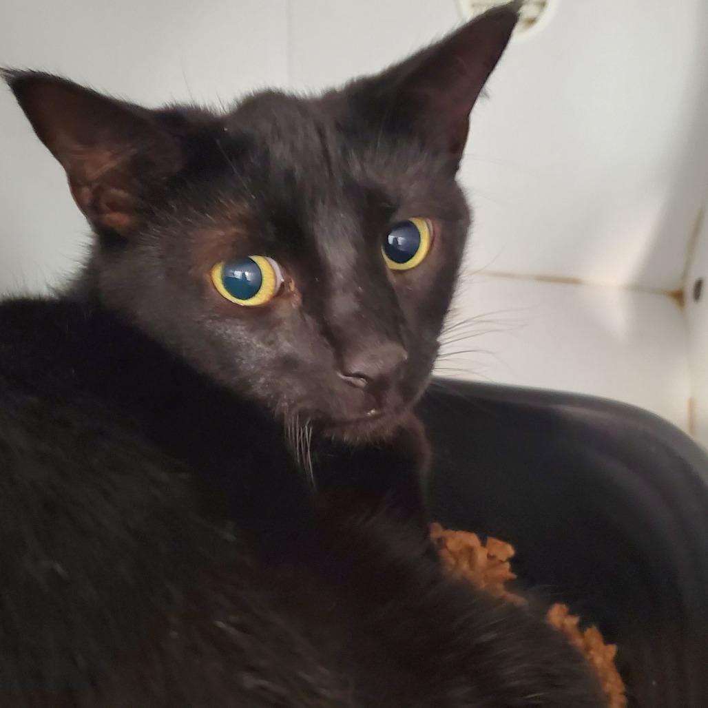 Enlarge Nubbins, a Adoptable Domestic Short Hair in Lake Jackson, TX image 2/2