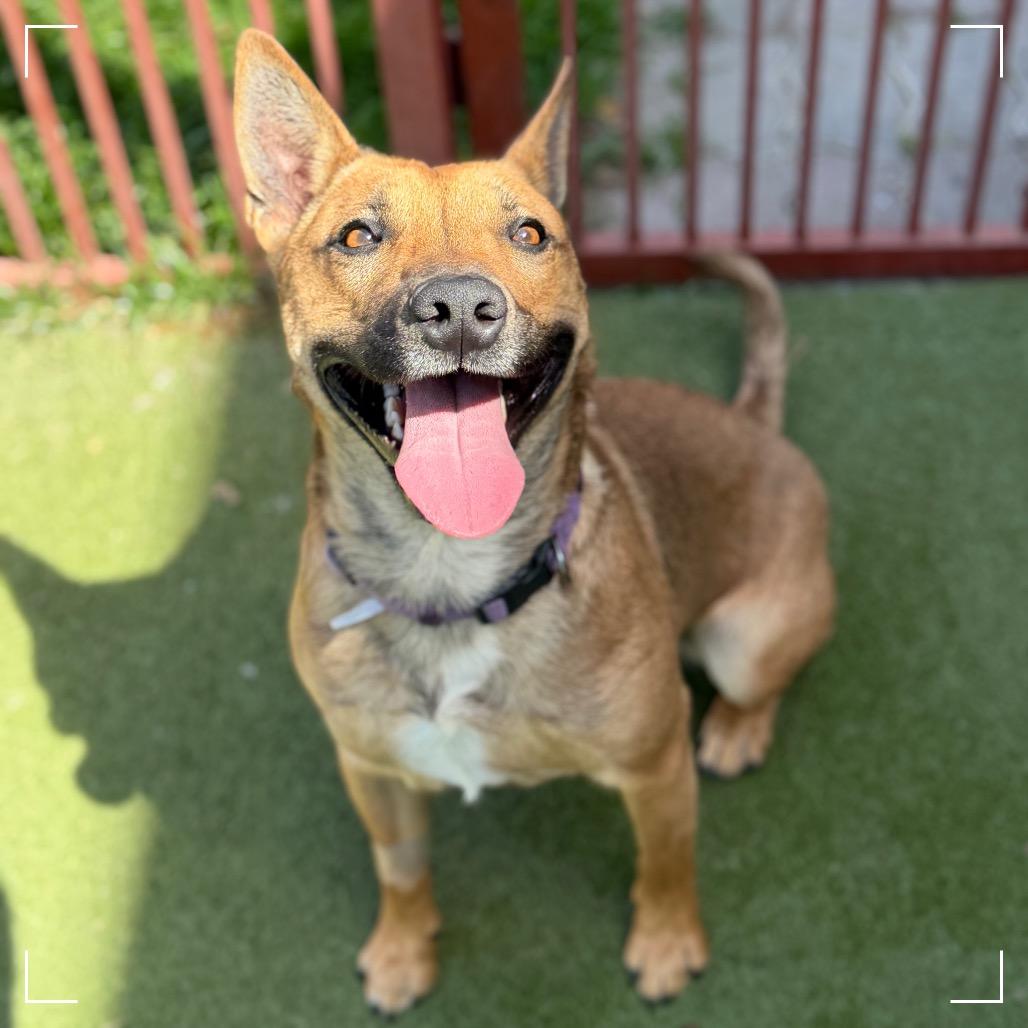 SABRINA, Adoptable, Adult Female German Shepherd Dog & Mixed Breed.