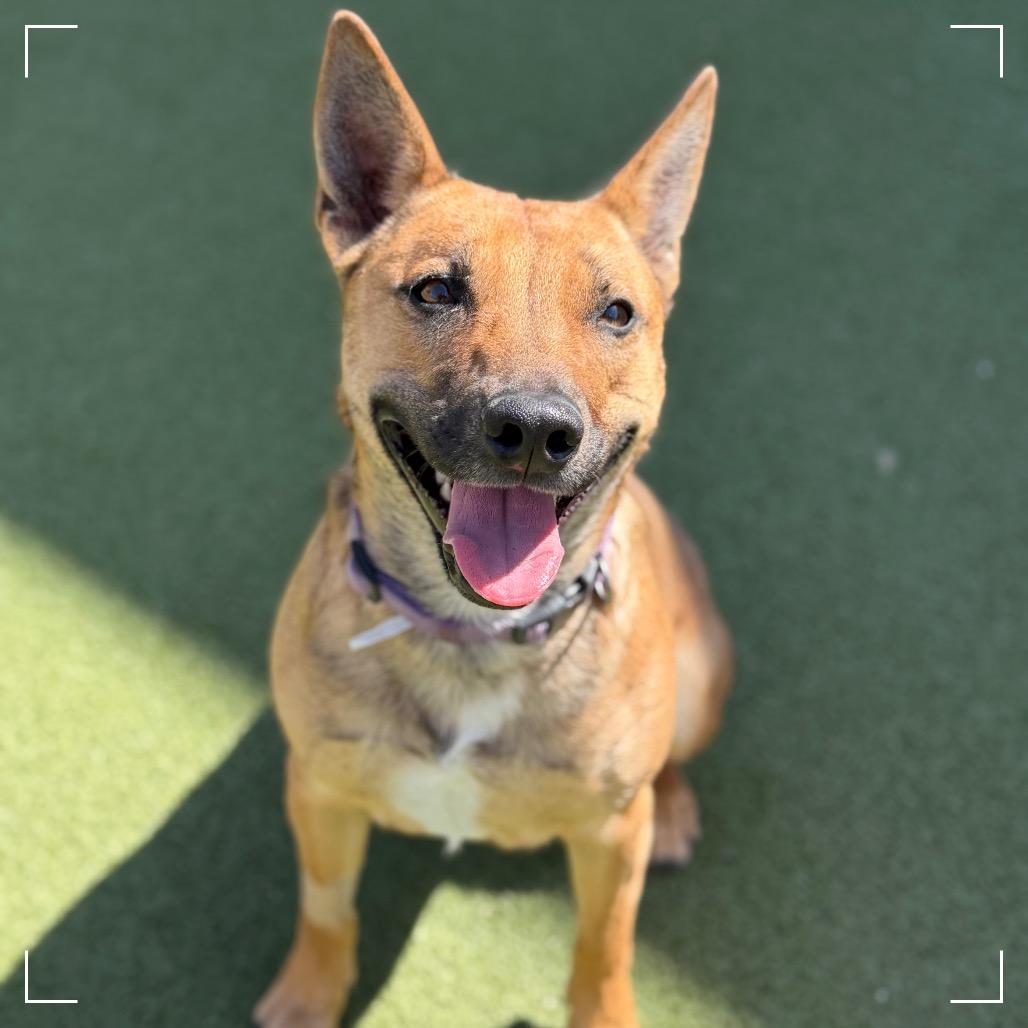 SABRINA, a Adoptable mixed breed in Upland, CA image 2/6