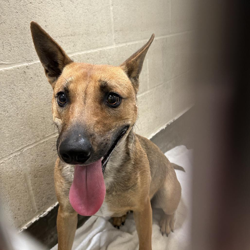 SABRINA, a Adoptable mixed breed in Upland, CA image 3/6